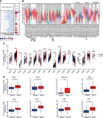 A Comprehensive Analysis of the Glutathione Peroxidase 8 (GPX8) in Human Cancer